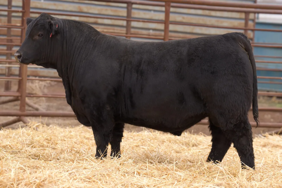 Lau Angus Bull: Lau Maverick R1004 AAA# 21052377