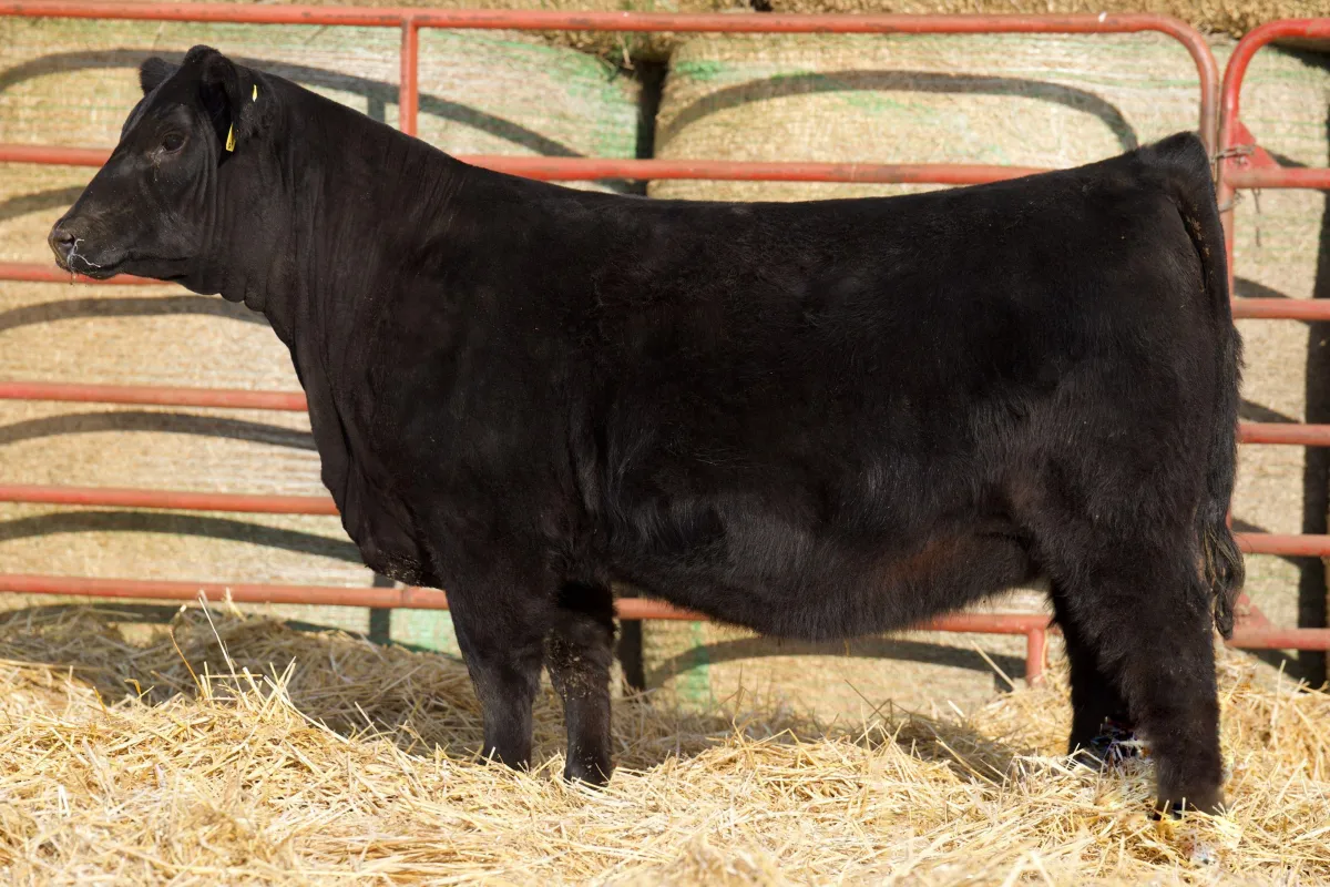 Lau Angus Open Heifer: Lau Eisa JC 604  AAA# 21050913