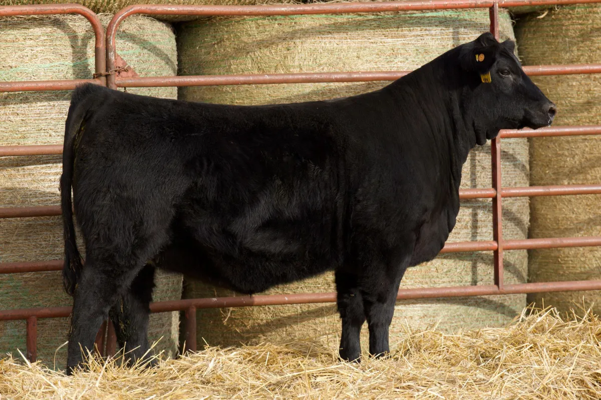 Lau Angus Open Heifer: Lau Blackcap JC 484  AAA# 21051071