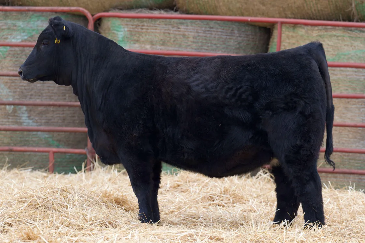 Lau Angus Open Heifer: Lau Eisa JC 624  AAA# 21050915