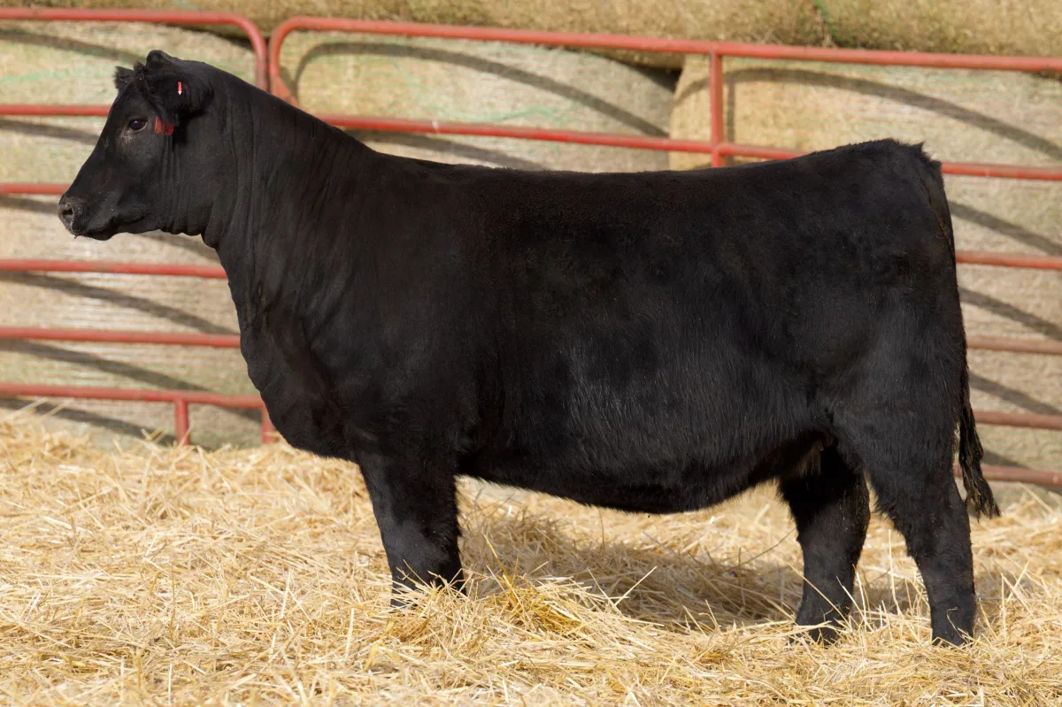 Lau Angus Open Heifer: Lau Barbara Perfection R 354  AAA# 21089571