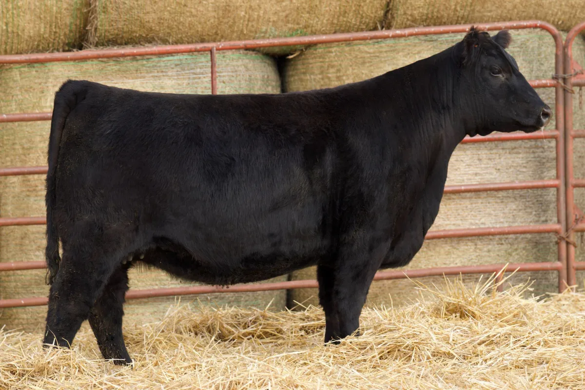 Lau Angus Bred Heifer: Lau Blackcap JC 613  AAA# 20908227