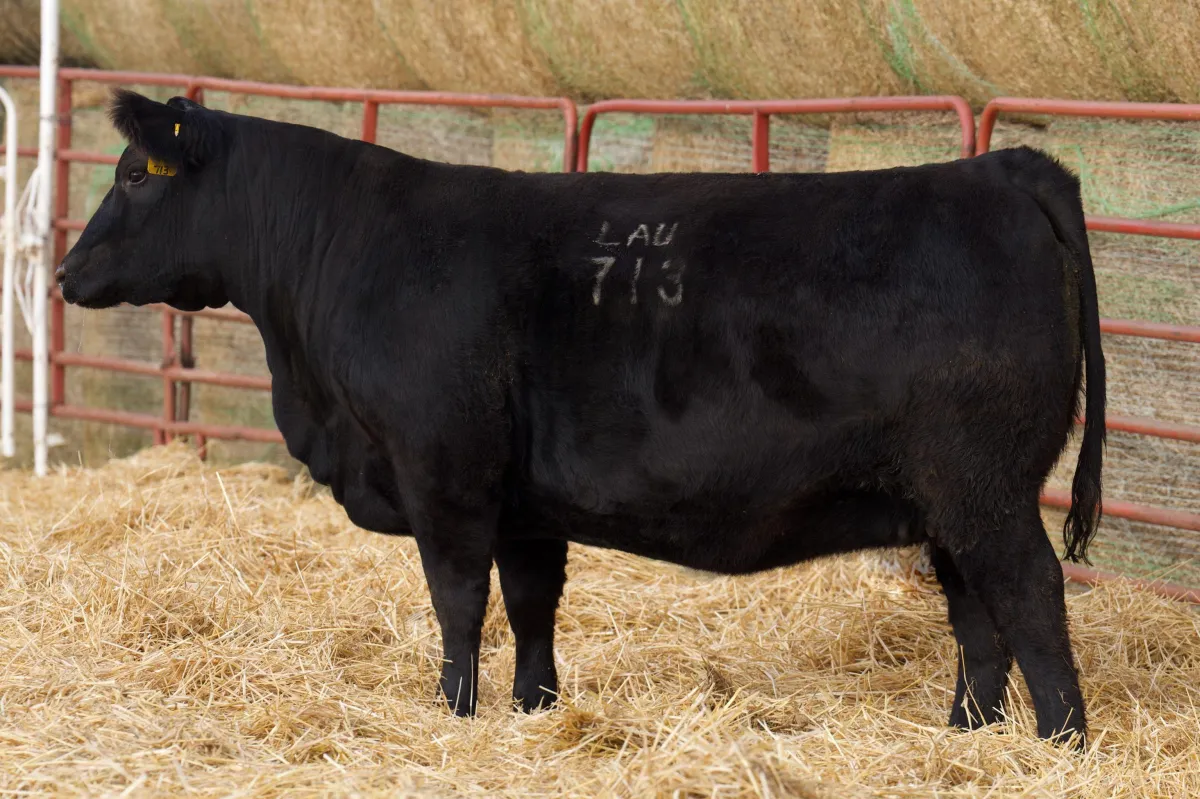 Lau Angus Bred Heifer: Lau Primrose JC 713  AAA# 20908224