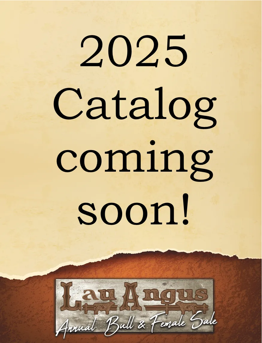 Coming Soon - 2025 Lau Angus Bull and Female Sale