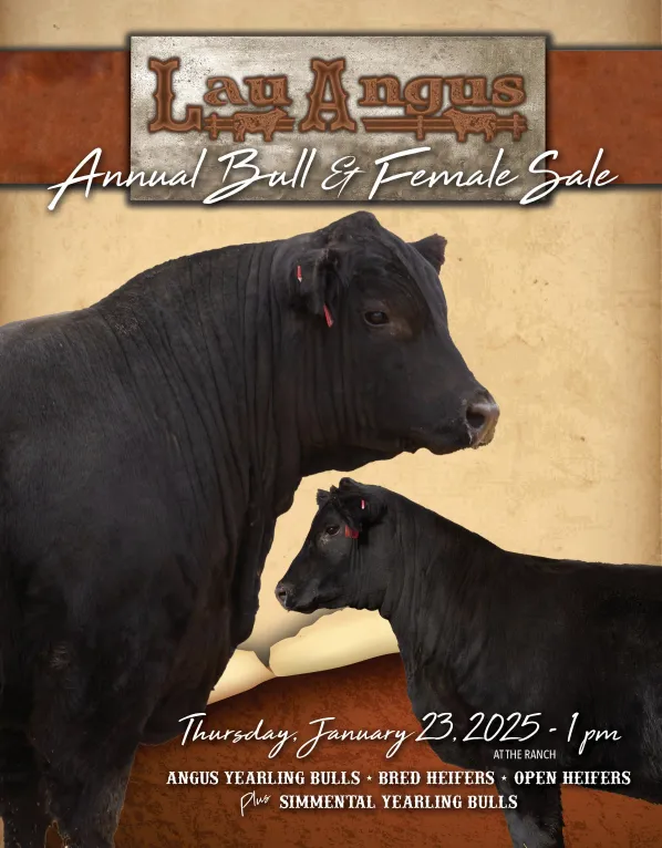 Coming Soon - 2025 Lau Angus Bull and Female Sale