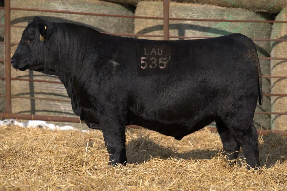 Lau Angus Bull: Lau Highlander 535 AAA# 21337521