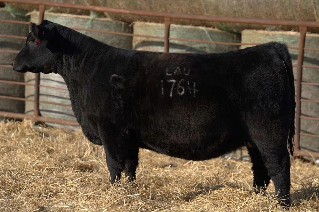 Lau Angus Bred Heifer: Lau Barbara R 1764 AAA# 21182714