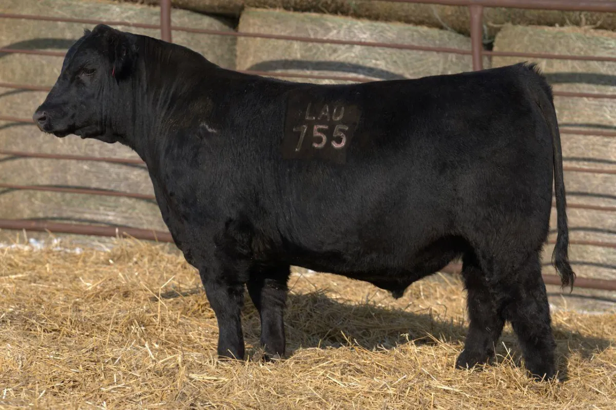 Lau Angus Bull: Lau Majority R755 AAA# 21357809