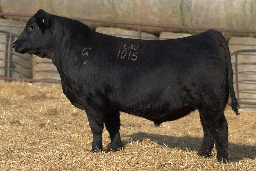 Lau Angus Bull: Lau Resilient 1015 AAA# 21337534