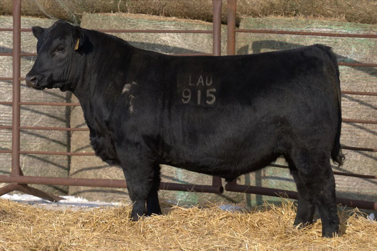 Lau Angus Bull: Lau Majority 915 AAA# 21337523