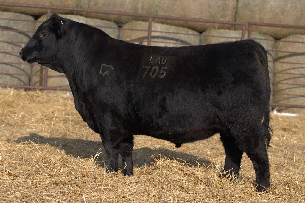 Lau Angus Bull: Lau Faithful 705 AAA# 21337537