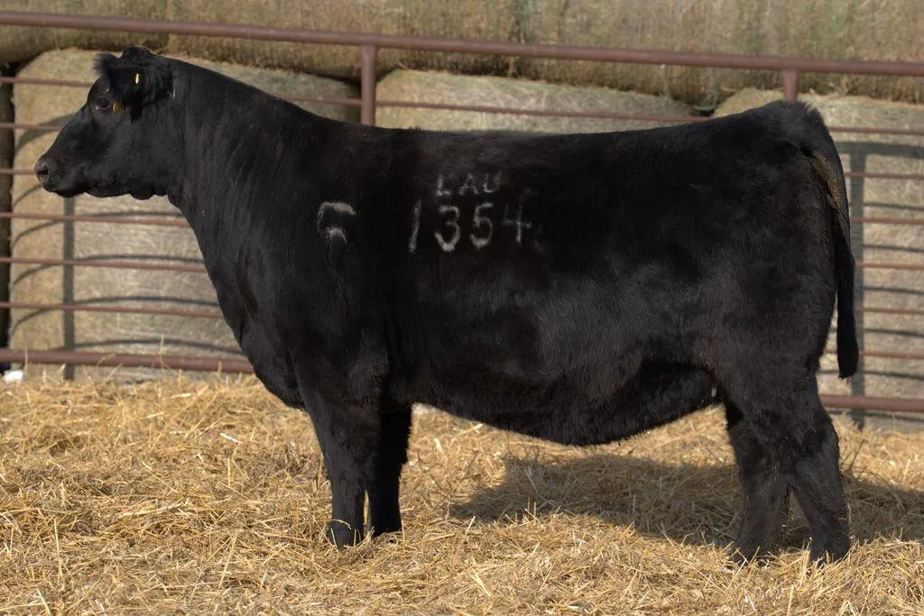 Lau Angus Bred Heifer: Lau Pride 1354 AAA# 21183019