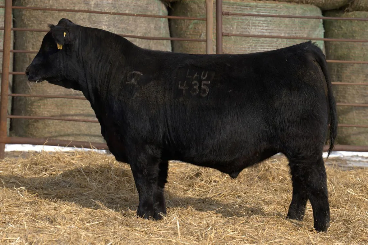 Lau Angus Bull: Lau Commerce 435 AAA# 21338630