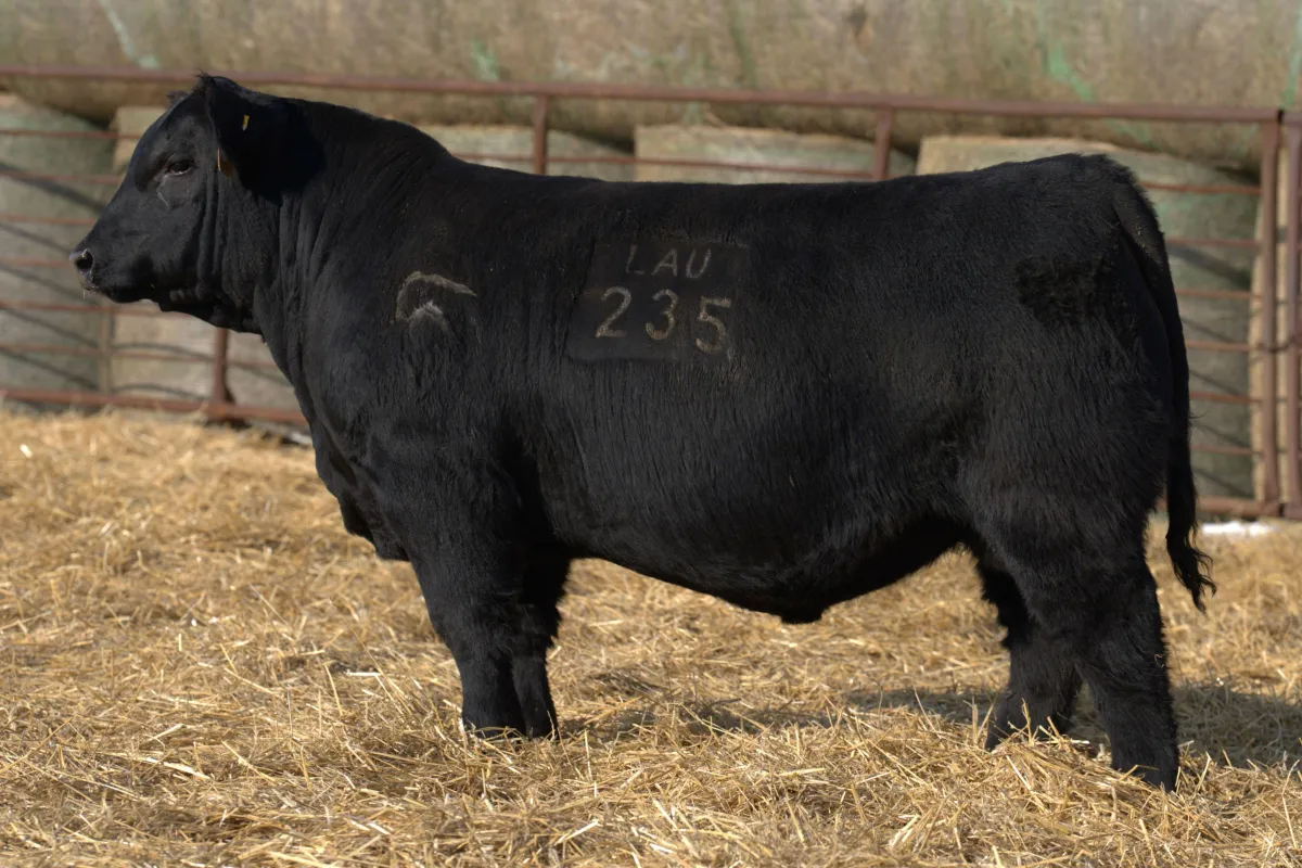 Lau Angus Bull: Lau Black Mass 235 AAA# 21338681