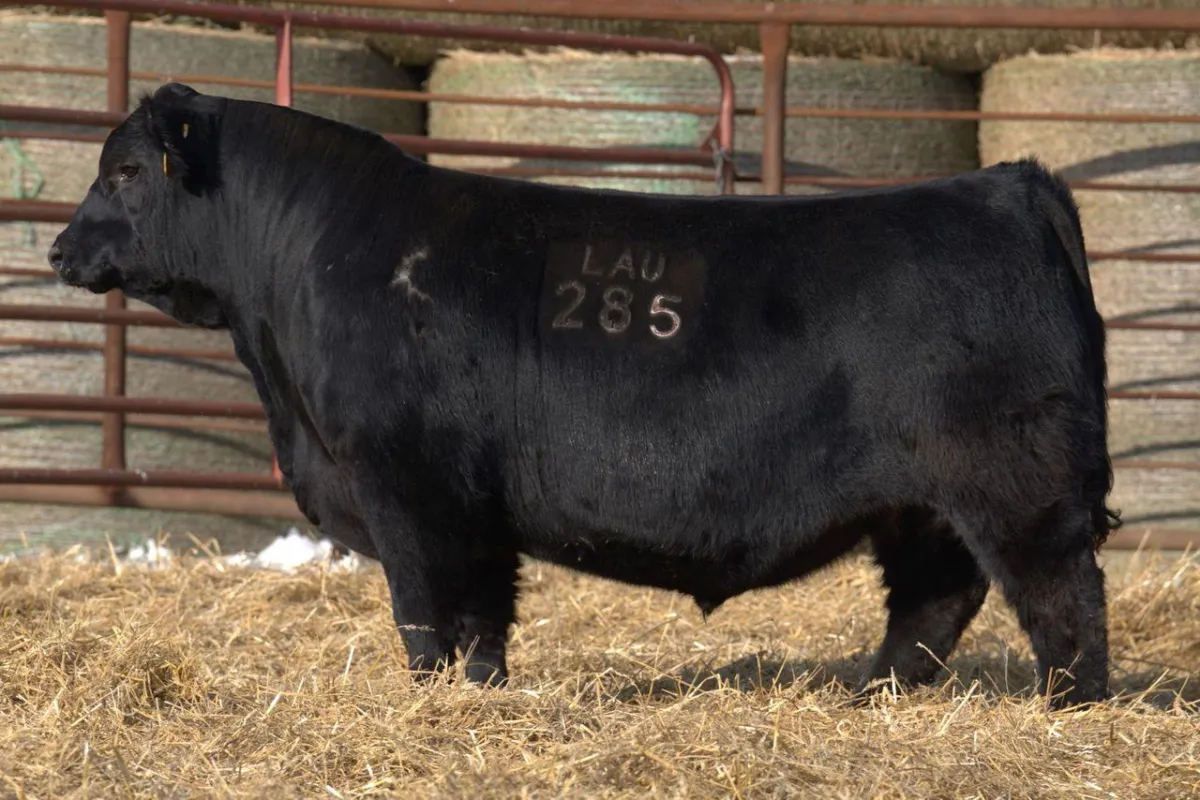 Lau Angus Bull: Lau Prolific 285 AAA# 21138761