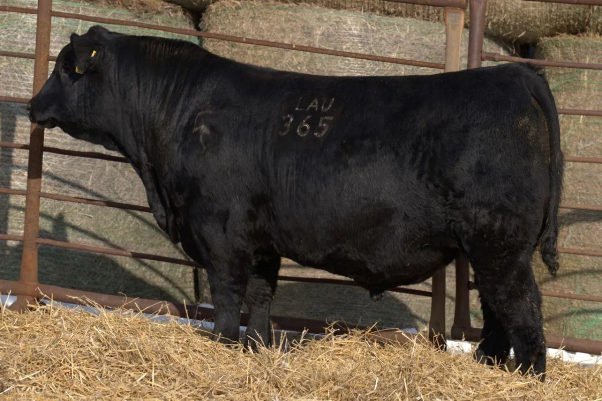 Lau Angus Bull: Lau Commerce 365 AAA# 21337539