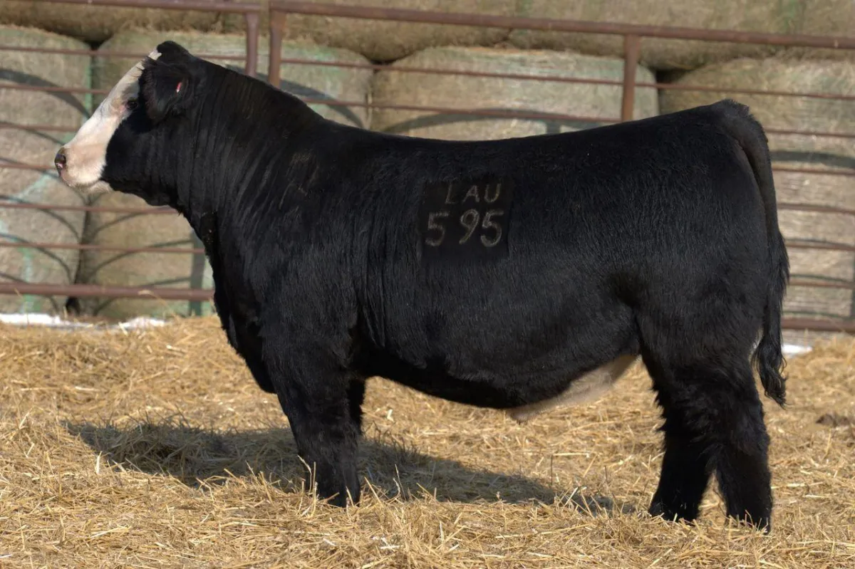 Lau Angus Bull: Lau Just Cuz R 595 (Simmental) ASA# 4573734