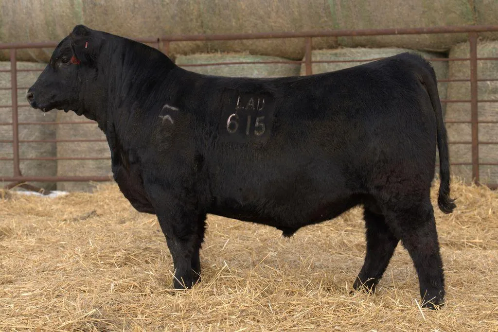 Lau Angus Bull: Lau Faithful R 615 AAA# 21356881