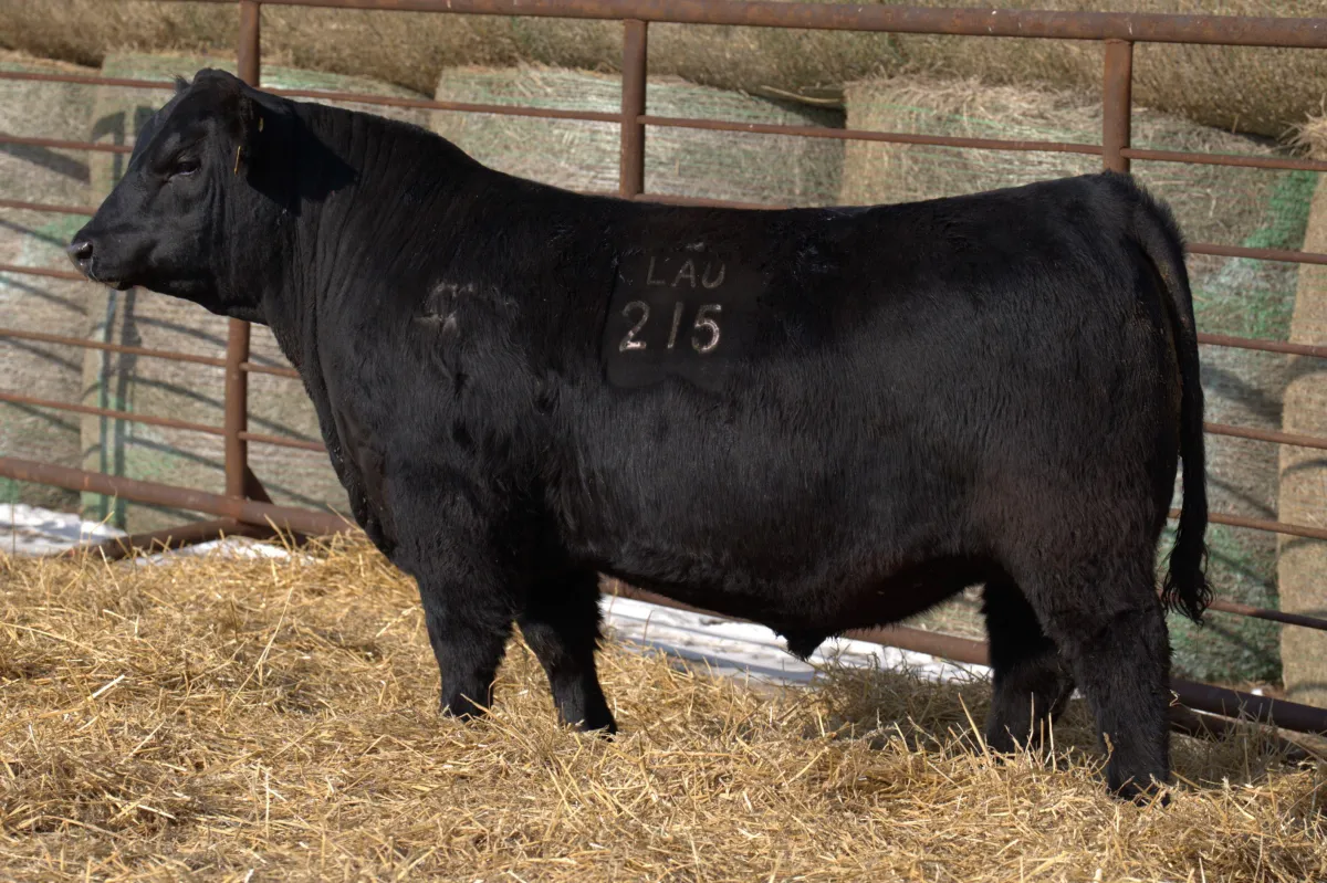 Lau Angus Bull: Lau True Balance 215 AAA# 21337528