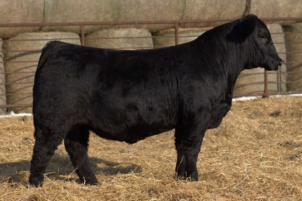 Lau Angus Bull: Lau Just Cuz R 935 (Simmental) ASA# 4555936