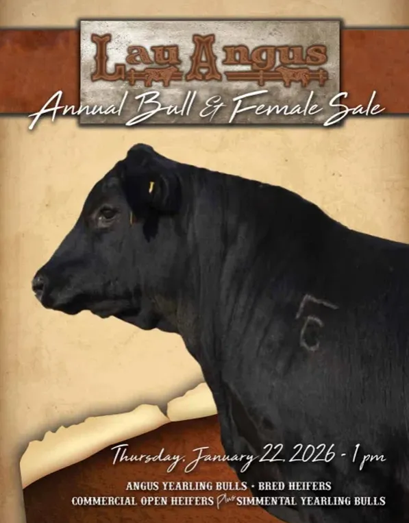 2026 Lau Angus Bull and Female Sale