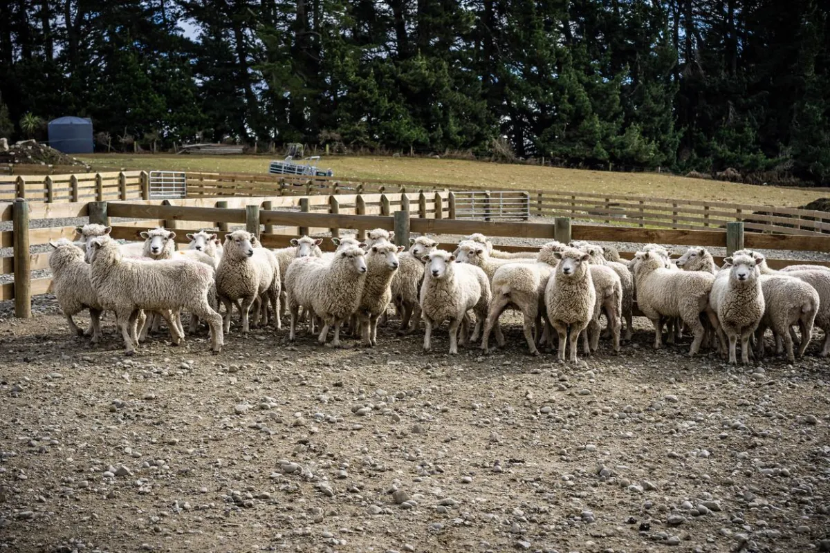 Sheep Yards Tauranga