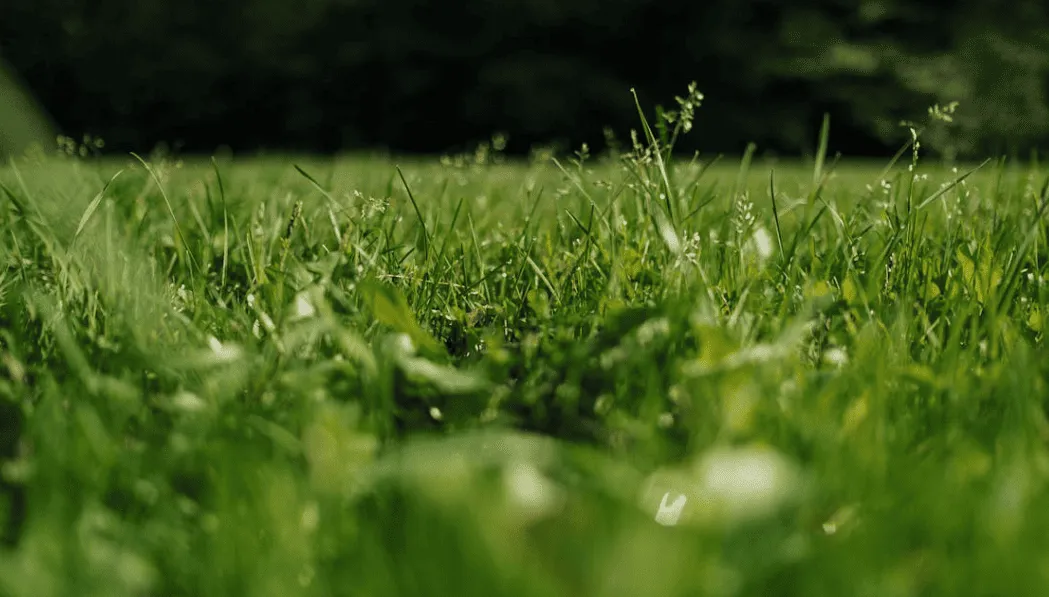 Professional Weed Control in Tuscaloosa, AL