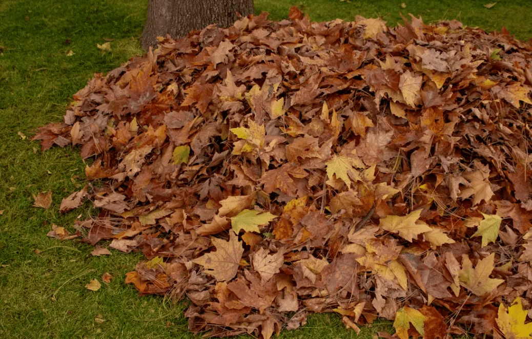 Northport Seasonal Lawn Restoration