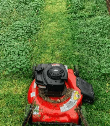  Seasonal Lawn Restoration