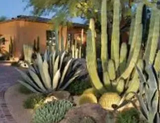 Desert landscaping design with agave and cactus by Desert Bloom Landscaping