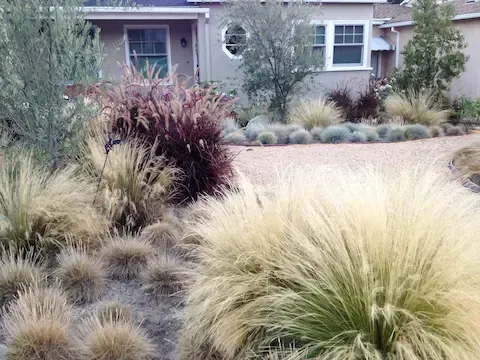 Drought-tolerant desert landscaping with ornamental grasses by Desert Bloom Landscaping