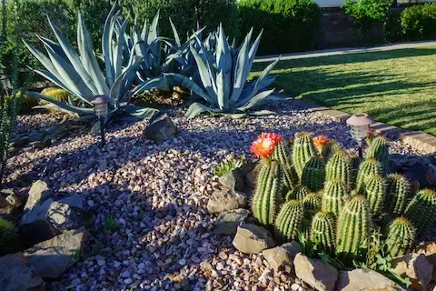 Desert landscaping with agave and cactus by Desert Bloom Landscaping in Sunrise Manor
