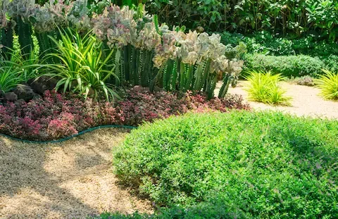 Low-water landscaping with shrubs and ground cover by Desert Bloom Landscaping