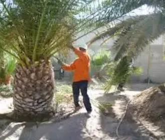 Palm tree trimming and maintenance by Desert Bloom Landscaping in Sunrise Manor