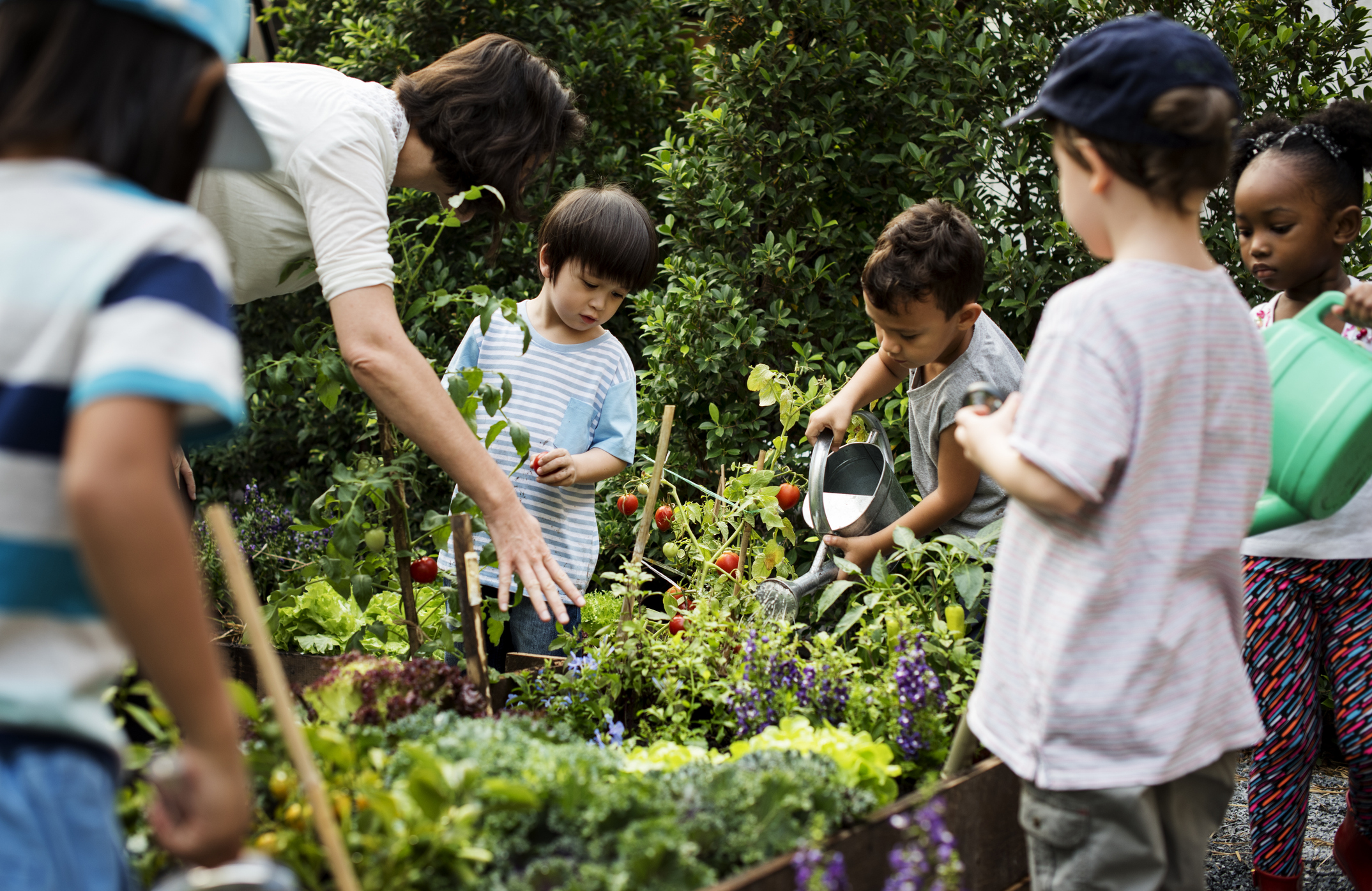 Observing growth of plants