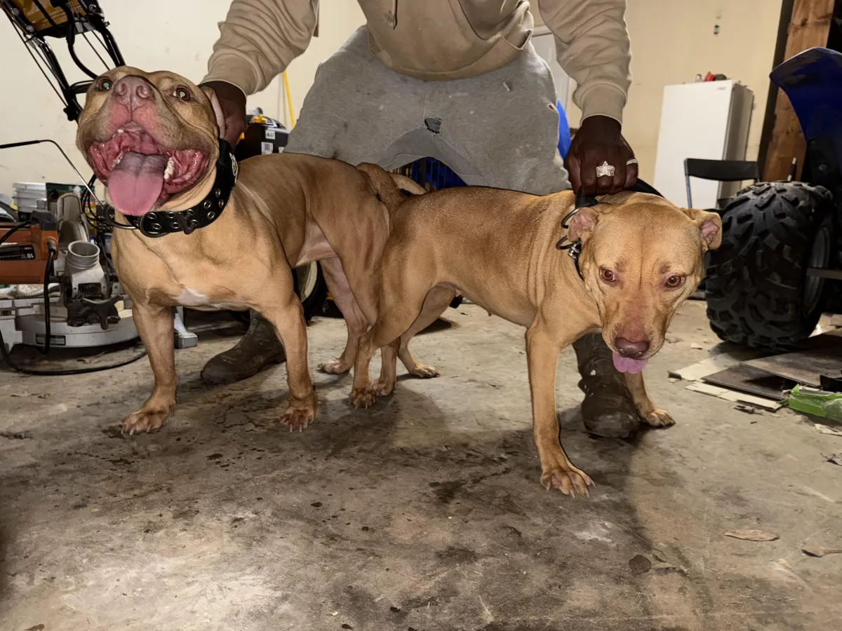 man in blue jacket and blue denim jeans holding black short coated dog