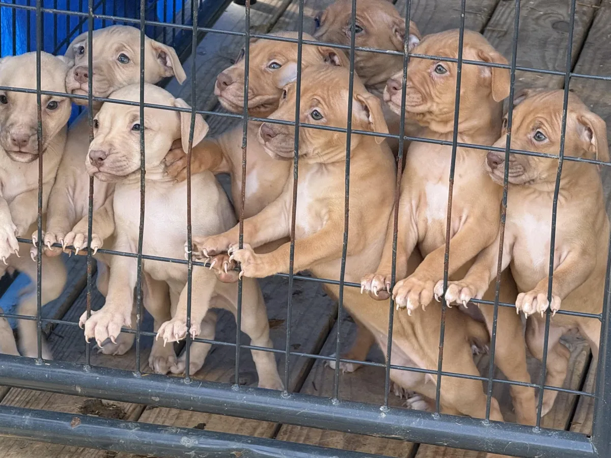 A yellow lab jumps over an agility bar