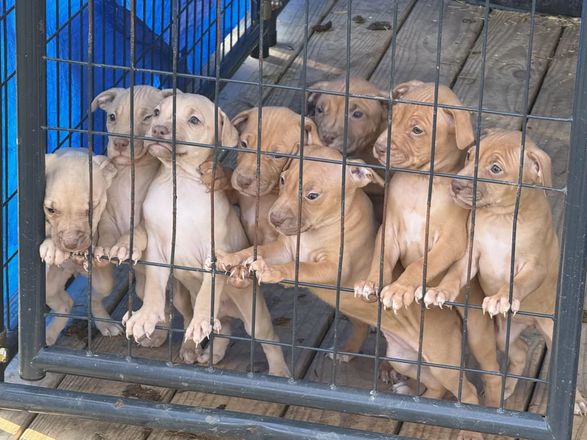 two brown puppies playing on ground
