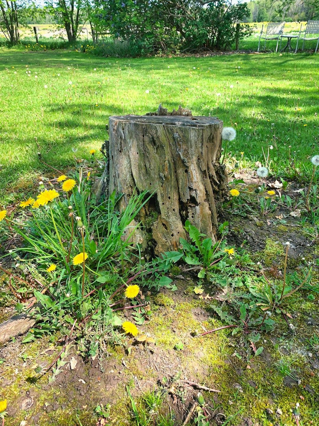 Beautiful yard with a tree stump in the way but soon will be  hauled away.