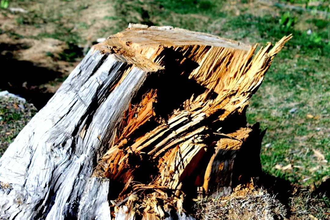 Tree stump in the middle of the yard waiting for removal