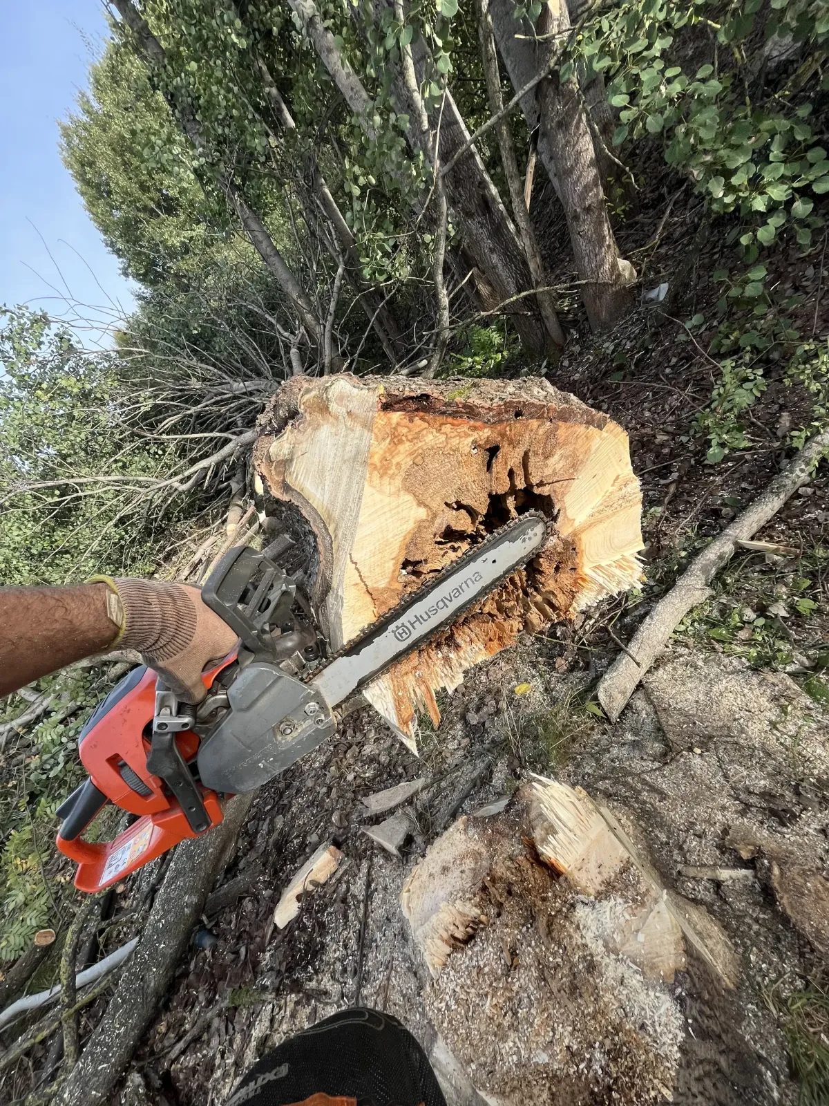Markfällning bild med motorsåg