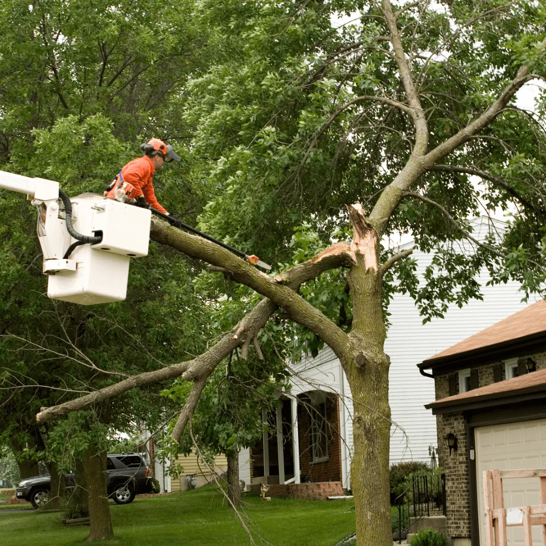 24/7 Tree Emergency