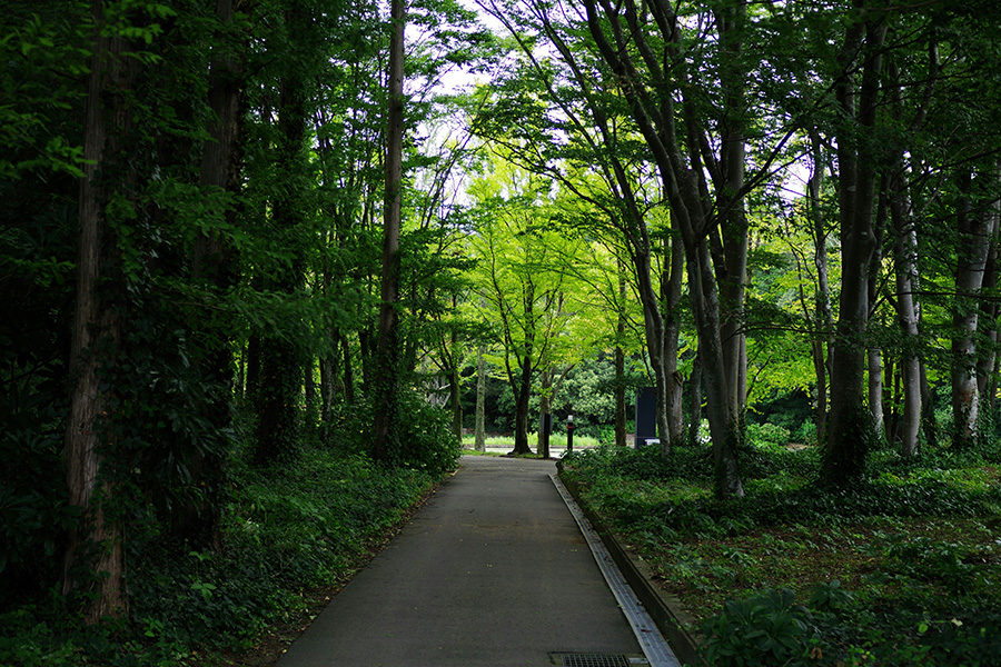Tree lined path emerging into light.