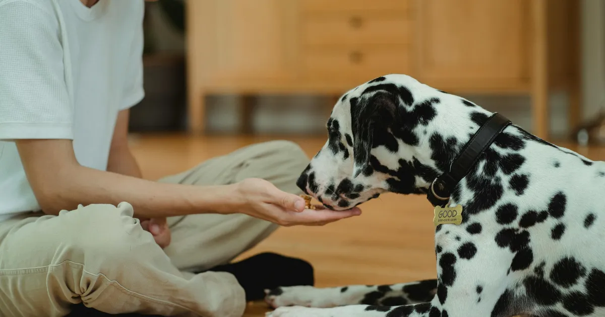 Trainer working directly with a dog outdoors