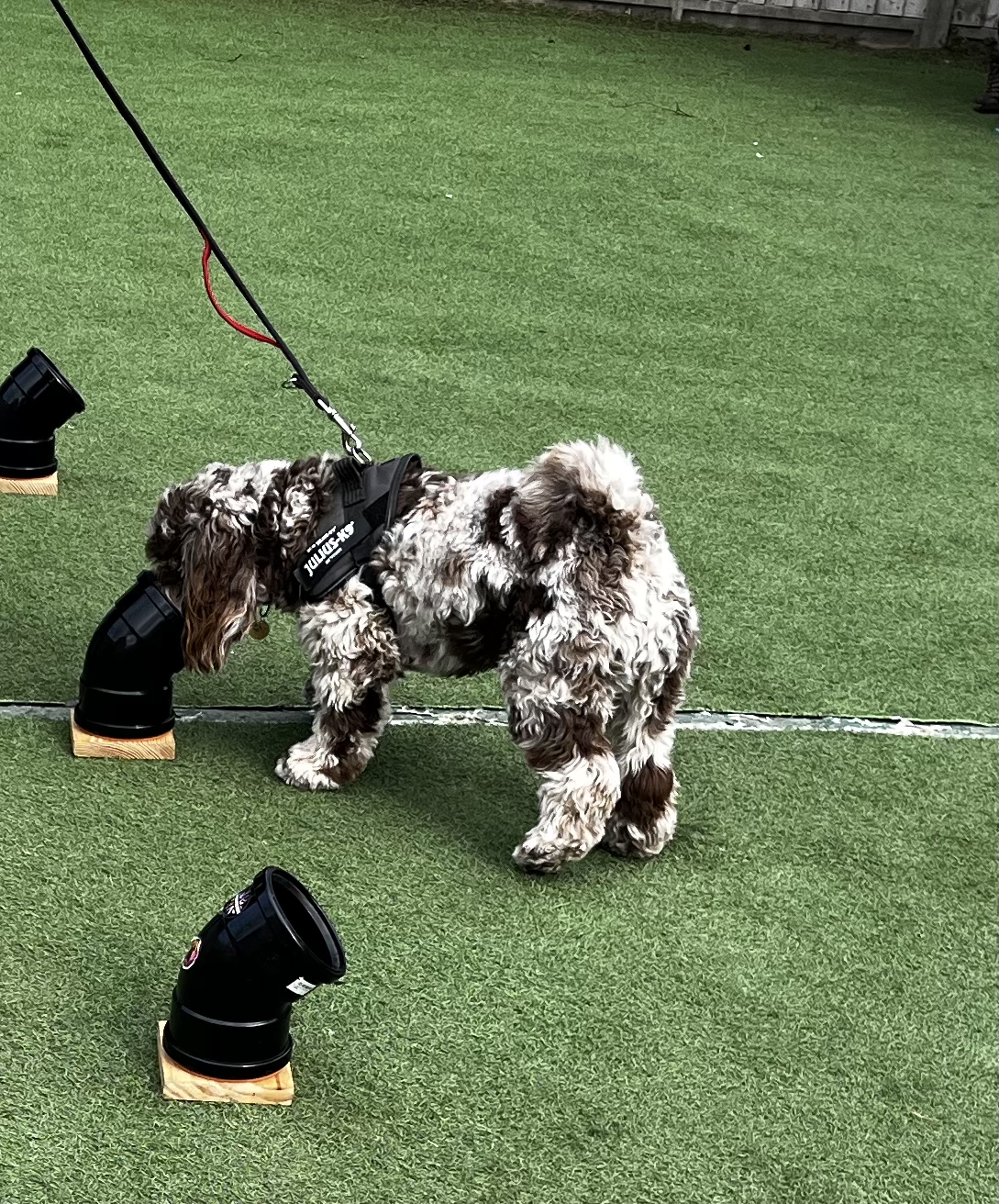 Dog engaged in bronze level scent detection training