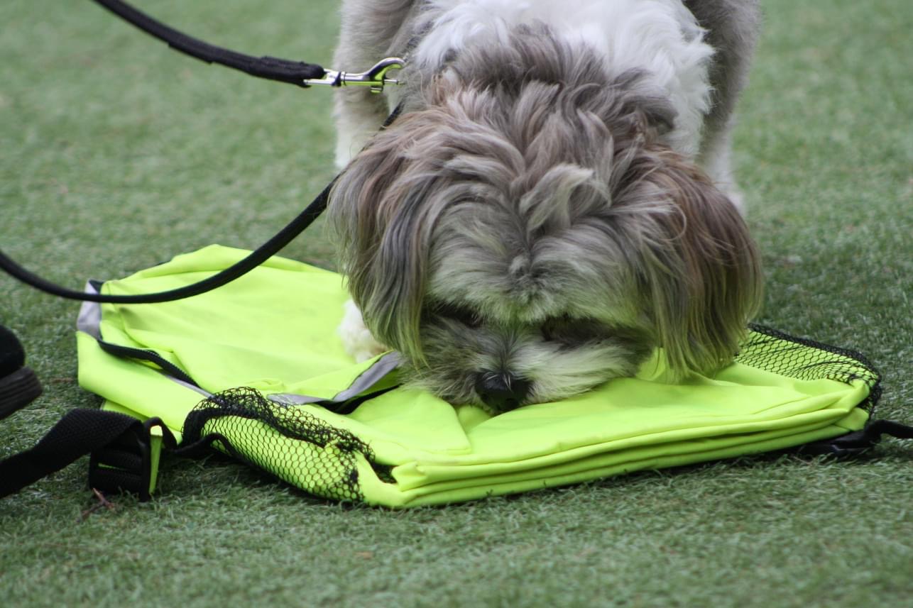 A dog successfully performing scent detection work
