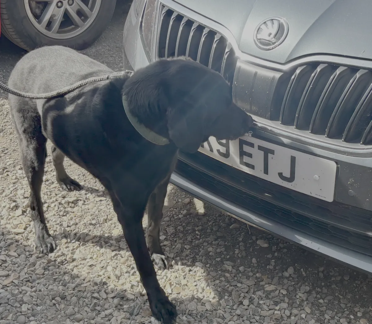 Dog progressing through silver level complex environment search (placeholder)