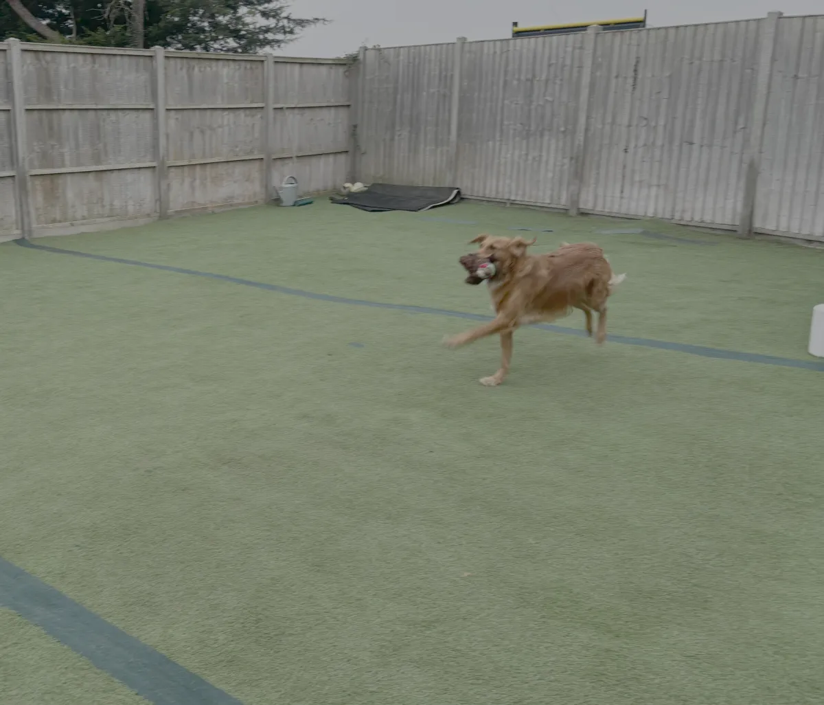 Advanced gold level scent dog and handler teamwork in the field (placeholder)
