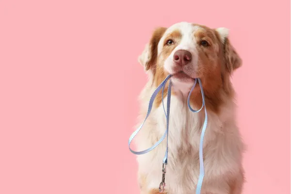 Stop Your Dog Barking at Other Dogs: Proven Tips from a Dog Trainer in South Australia