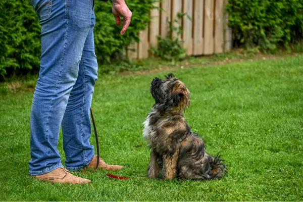Why Basic Obedience Training is Essential for Every Dog (Adelaide Dog Trainer Guide)